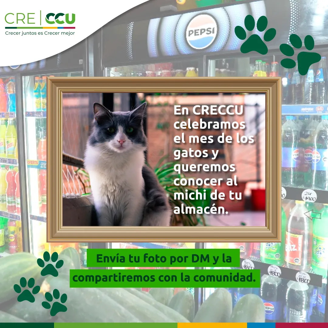 Gato de un negocio de barrio participante en la celebración del Mes de los Gatos de CRECCU